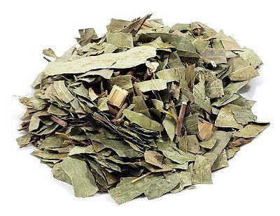 Eucalipto em Folhas - Rei das Castanhas