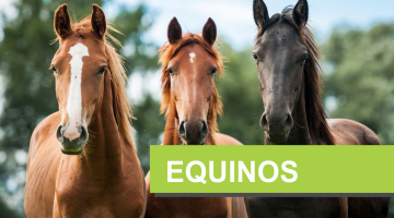Equinos