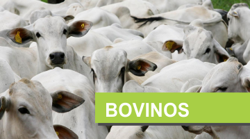 Bovinos