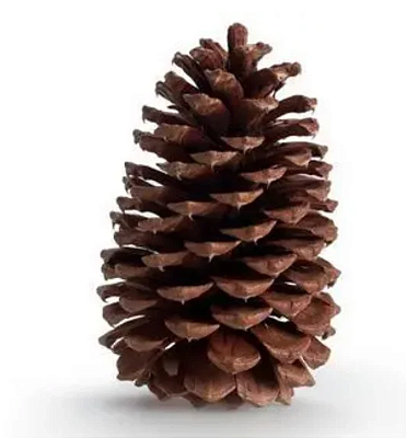 Pinha Natural 10cm com 1 Unidade - CCS Decorações