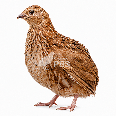 4 Dúzias De Ovos Férteis De Codorna Japonesa Poedeira + Embalagem e Brinde
