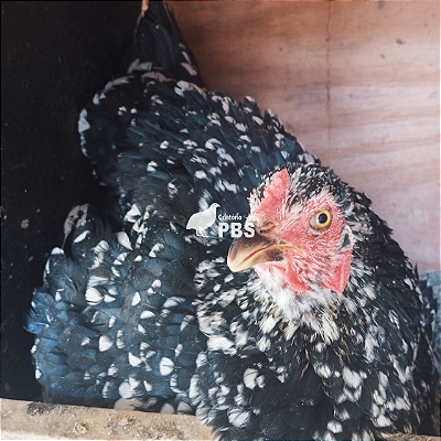 1 Dúzia de Ovos Férteis de Galinha Caipira - Ovos de Casca Verde + Embalagem e Brinde