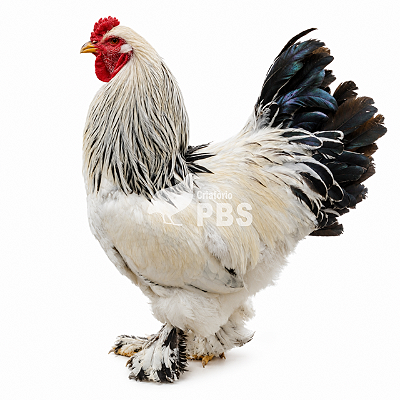 1 Dúzia de Ovos Férteis de Galinha Brahma Light + Embalagem e Brinde