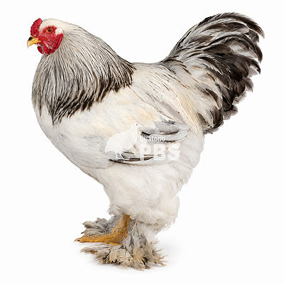 6 Ovos Férteis de Galinha Brahma Light + Embalagem e Brinde