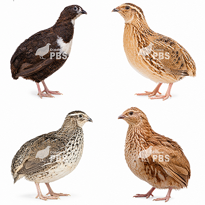 15 Dúzia De Ovos Férteis De Codorna Gigante e Japonesa - OVOS MISTOS + Embalagem e Brinde