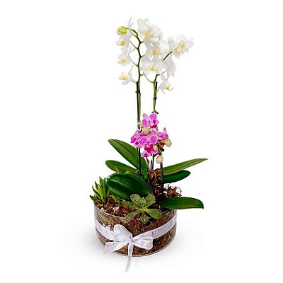 Le Jardim - 02 Orquídeas + 02 Suculentas no Vaso de Vidro