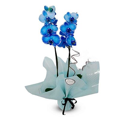 Orquídea Blue