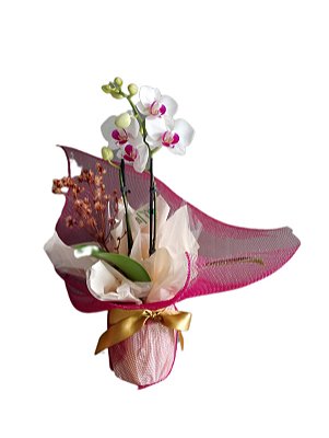 ORQUÍDEA BABY