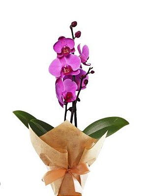 FLORESCENDO AMOR