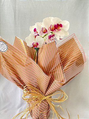 Orquidea