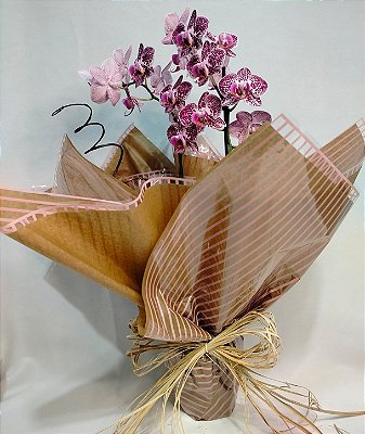 Orquídea Phaleo baby com duas hastes