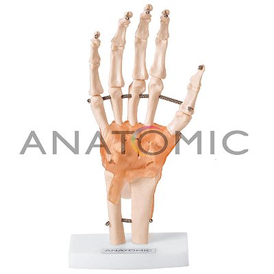 Modelo Articulação da Mão Com Ligamentos TGD-0162C