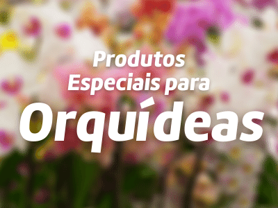 Orquídeas