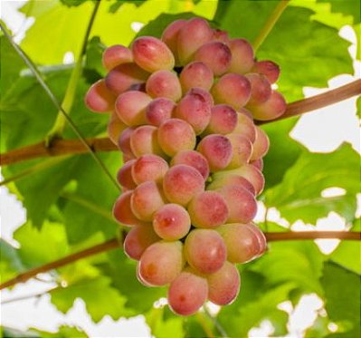 Muda Uva BRS Melodia sem sementes Enxertada para Clima Tropical