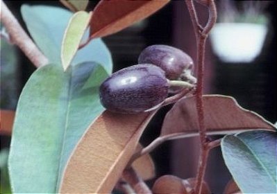 MUDA DE MINI CAINITO CHRYSOPHYLLUM OLIVEFORME