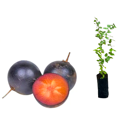 MUDA DE AMEIXA CAFÉ OU GOVERNADOR ( Flacourtia indica )