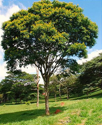 Muda de pau-ferro ou  madeira de ferro brasileira(Libidibia ferrea)