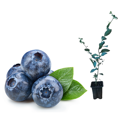 Kit 2 Muda de Mirtilo - BlueBerry preste a produzir(estaca)