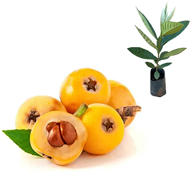 Muda de Nespera Gigante- Eriobotrya Japonica Tamanho P