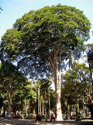 Muda Canela-garuva - Nectandra rigida (H.B.K.) Nees