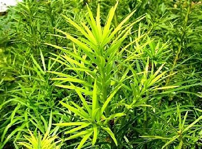 Kit 3 Muda Pinheiro-Bravo - Podocarpus lambertii