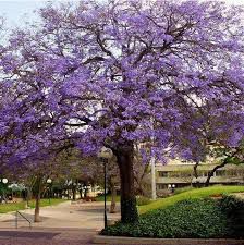 Muda de Caroba  Flor Roxa - Jacaranda macrantha