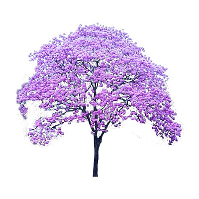 Muda Ypê Roxo Tabebuia Heptaphylla