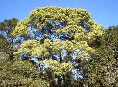 Muda de Bracatinga - Mimosa scabrella