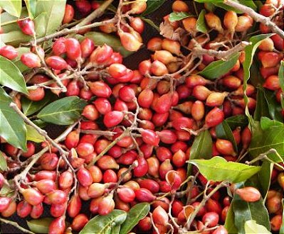 Muda Camboata Vermelho-Cupania vernalis