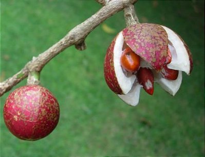 Muda Canjarana Cabralea canjerana