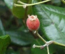 Muda de Guamirim Ferro - Myrcia hatschbachii