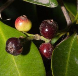 Muda de Guamirim Cravo - Calyptranthes concinna