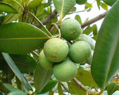 Muda de Guanandi - Calophyllum brasiliensis