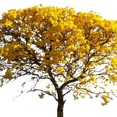 Muda Ypê amarelo-Dourado cascudo (Tabebuia chrysotricha)