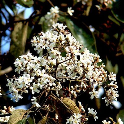 Muda Louro Pardo - Cordia trichotoma