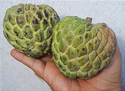 Muda de Pinha