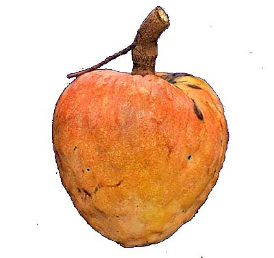 Muda Condessa (Annona Reticulata) Doce