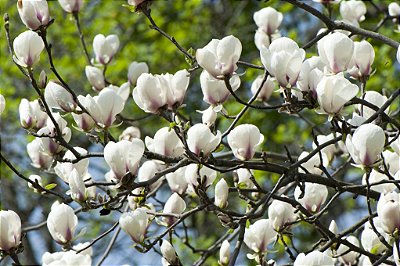 Muda de Magnólia Branca Magnolia Grandiflora - Clonada - Já Solta Flor