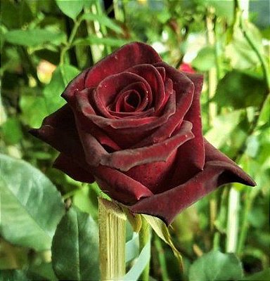 Muda Rosa Negra  Enxertada Preste a dar flor-Novidade