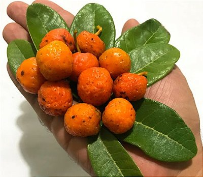 Muda Mama Cadela ou Mamica de Cadela Fruta do Cerrado - Para Vaso