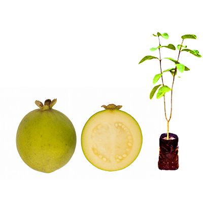 Muda Goiaba do Cerrado -	Psidium Firmum