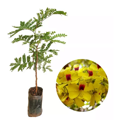 Muda de Pau Brasil - Caesalpinia Echinata