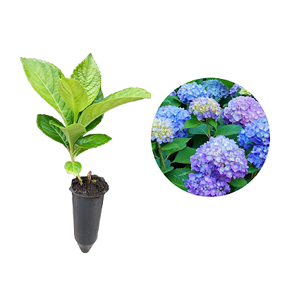 Kit 25 Muda Hortência (Hydrangea macrophylla)