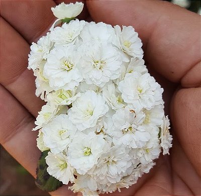 Muda Buquê  de Noiva Branco Dobrado-Flor Branca