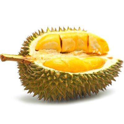 Muda de Durião - Durio zibethinus-Fruta  Raras e exóticas