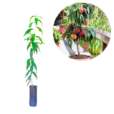 Muda de Pêssego Anão Para Vaso Enxertada