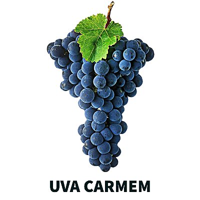 Kit com 10 Mudas de Uva Carmem Sem Semente Enxertada