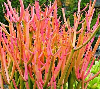 Muda Aveloz Palito de Fogo (Euphorbia tirucalli) Ideal para Vaso Interiores