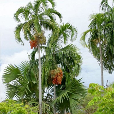 Muda Palmeira Carpentaria (Carpentaria Acuminata)