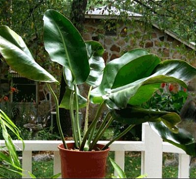 Muda Philodendron Renauxii - Raro (urban Jungle)